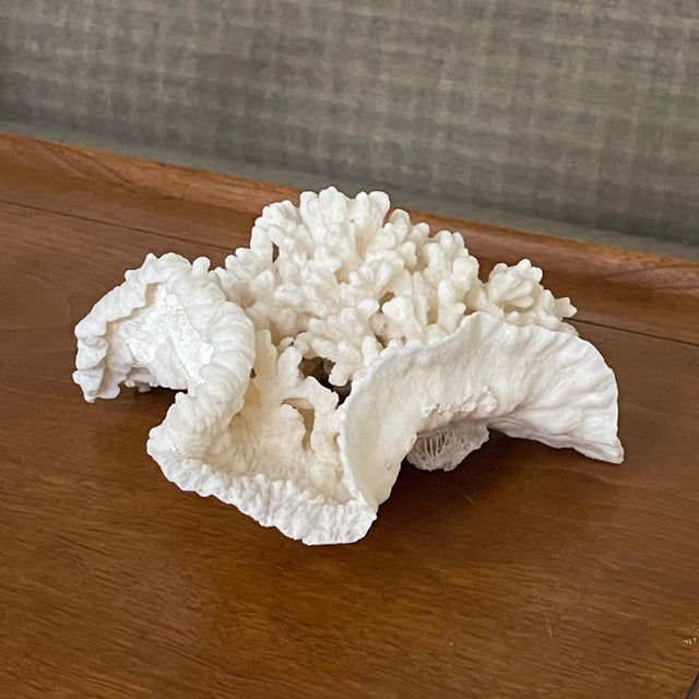 Contemporary Vintage Natural Merulina White Coral Specimen For Sale - Image 3 of 13
