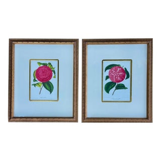 Camellia Prints, Set of 2 Framed Original Botanicals by Verschaffelt, 1845 For Sale
