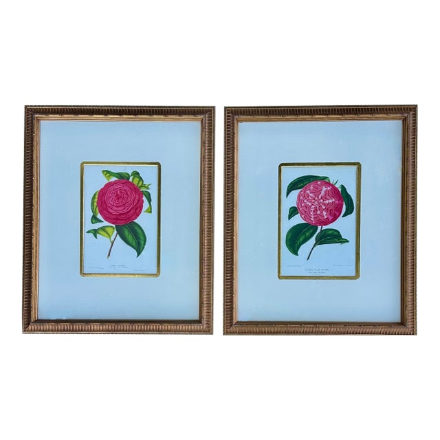 Camellia Prints, Set of 2 Framed Original Botanicals by Verschaffelt, 1845 For Sale