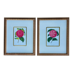 Camellia Prints, Set of 2 Framed Original Botanicals by Verschaffelt, 1845