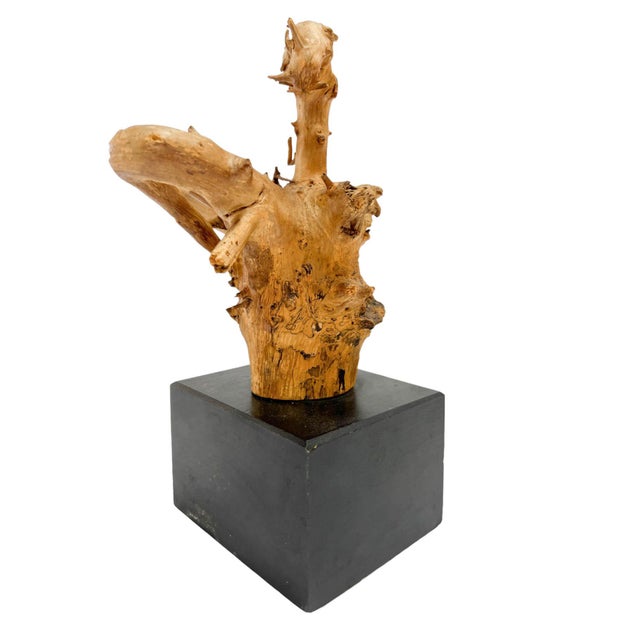 1980s Natural Driftwood Dragon Head Sculpture on Black Base For Sale - Image 5 of 11