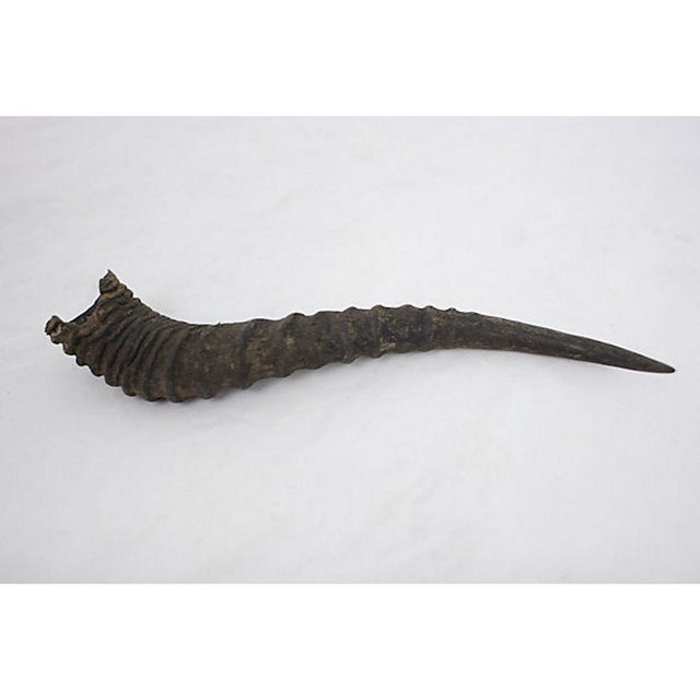 African Antelope Horn Chairish