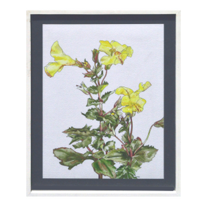 Yellow Monkey Flower - Botanical Study by Deborah Eddy