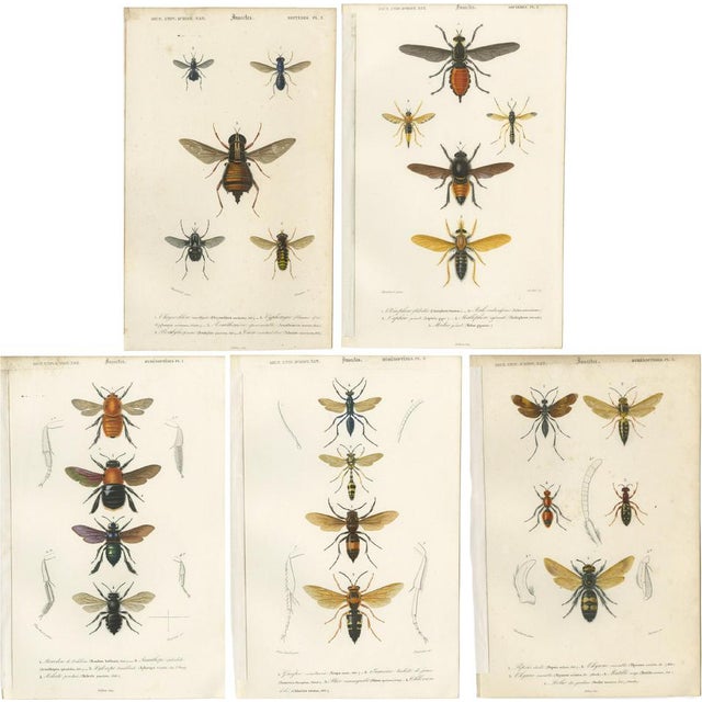 D'Orbigny, Flies and Hymenoptera Insects, 1861, Prints, Set of 5 For Sale