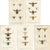 D'Orbigny, Flies and Hymenoptera Insects, 1861, Prints, Set of 5 For Sale