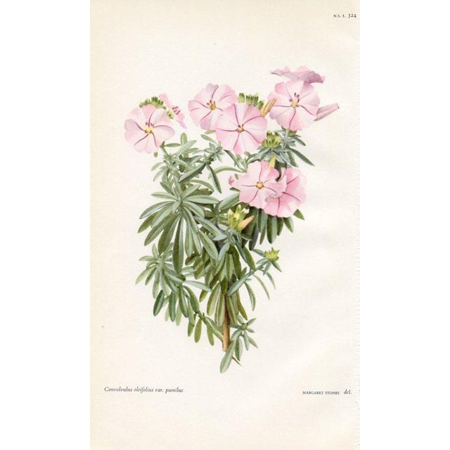 1950s Vintage Botanical Prints by Margaret Stones, Curtis's Botanical Magazine, Set of 4 Original Botanical Prints, England For Sale - Image 5 of 5