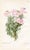 1950s Vintage Botanical Prints by Margaret Stones, Curtis's Botanical Magazine, Set of 4 Original Botanical Prints, England For Sale - Image 5 of 5