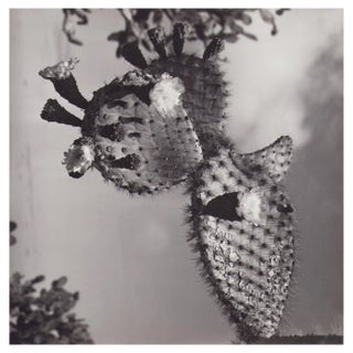 Hanna Seidel, Galápagos Cactus Blossom, Black and White Photograph, 1960s For Sale