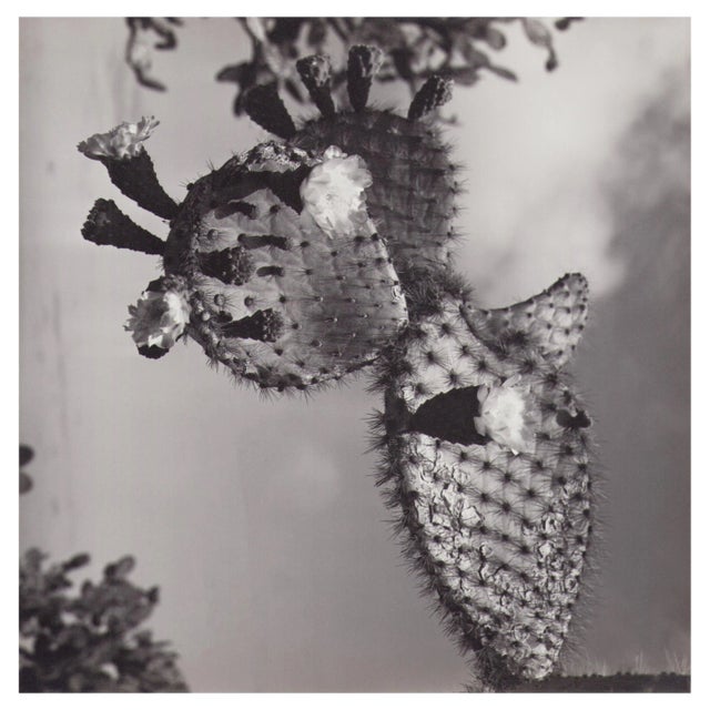 Hanna Seidel, Galápagos Cactus Blossom, Black and White Photograph, 1960s For Sale