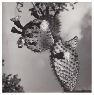 Hanna Seidel, Galápagos Cactus Blossom, Black and White Photograph, 1960s