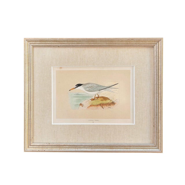 Tan 19th Century English Bird Engravings by Alexander Francis Lydon, Set 12 For Sale - Image 8 of 18