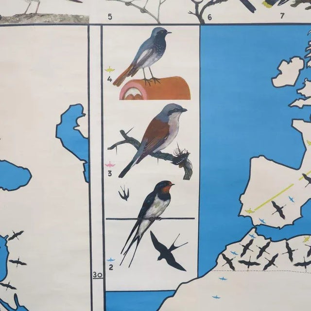 School Teaching Map of Birds from Verlag Jaeger Darmstadt, 1950s For Sale - Image 4 of 10