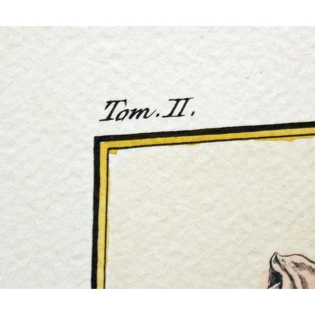 Realism 18th Century "Bezy Du Chaumontel" Hand Colored 1768 Pear Print For Sale - Image 3 of 10