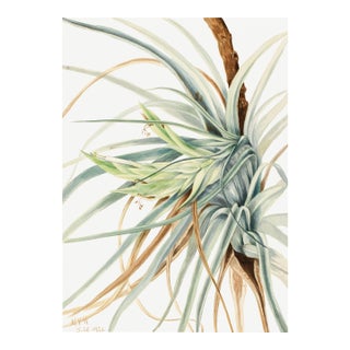 Wild Pineapple, Vintage Botanical Art Print Reproduction, 40" X 60" For Sale