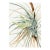 Wild Pineapple, Vintage Botanical Art Print Reproduction, 40" X 60" For Sale