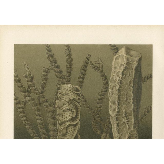 Late 19th Century Richard Lydekker, Glass Sponges Deep-Sea Marine Life, 1896, Color Process Print For Sale - Image 5 of 9