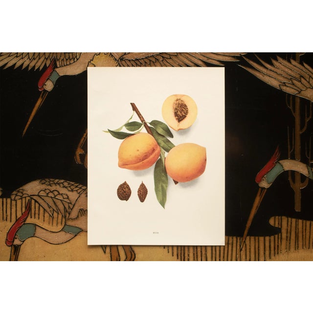 1900s U. P. Hedrick, Original Antique Photogravure of Muir Peaches For Sale In Dallas - Image 6 of 7