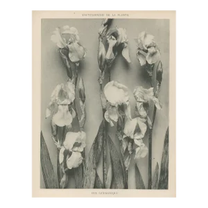 1904 Antique French Photographic Botanical-Iris, With Documentation