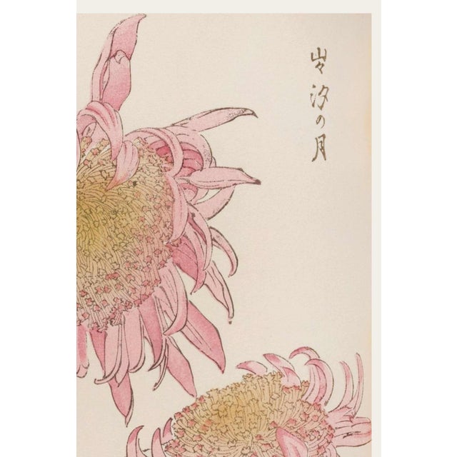 Japanese Two Pink Chrysanthemums by Hasegawa, Vintage Japanese Botanical Art Print, 36" X 54" For Sale - Image 3 of 10