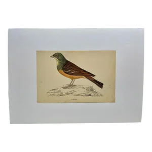 Antique B. Fawcett Hand Tinted Bird Print From England Featuring an Orange Breasted Ortolan Bunting - Circa 1880