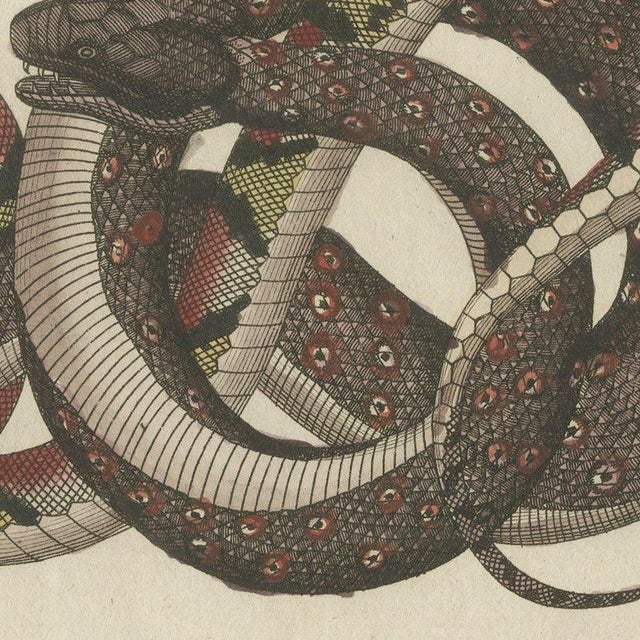 Bertuch, Four Intertwined Snakes, 1805, Print For Sale - Image 6 of 12