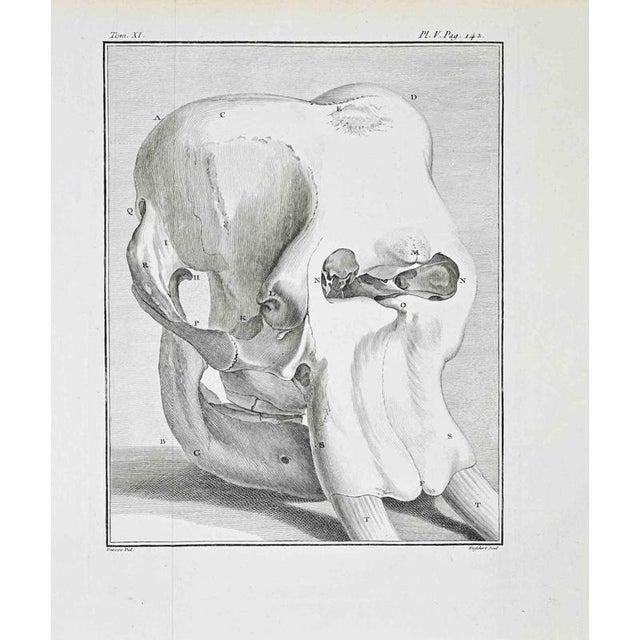 Plate from buffon's histoire naturelle, générale et particulière. Tome xi – plate v, p. 142. Paris, imprimerie royale,...