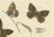 Copper Sepp & Brants, Satyrus Statilinus Butterflies, 1905, Paper, Set of 2 For Sale - Image 8 of 13