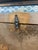 Antique Victorian Dome Top Embossed Immigrant Trunk Steamer Trunk For Sale - Image 11 of 18
