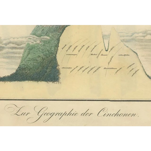 Cinchona Bark Varieties A Hand-Colored Illustrated Botanical Atlas, 1826 For Sale - Image 3 of 16