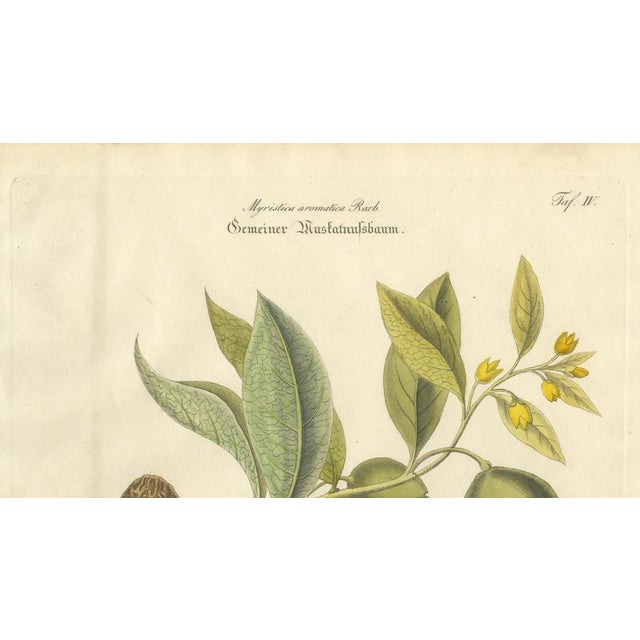 Myristica Aromatica, 1800s, Paper For Sale - Image 4 of 10