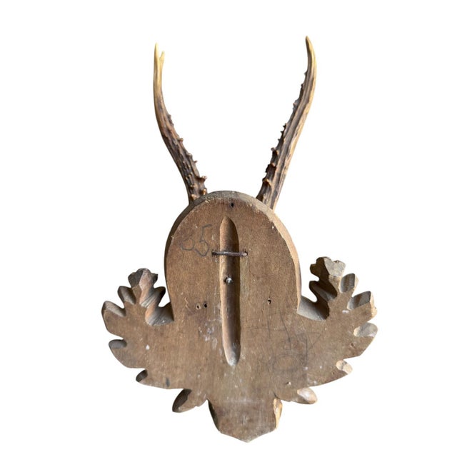 1900 - 1909 Roe Deer Trophy 176 Black Forest Antlers Mount For Sale - Image 5 of 5