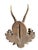 1900 - 1909 Roe Deer Trophy 176 Black Forest Antlers Mount For Sale - Image 5 of 5