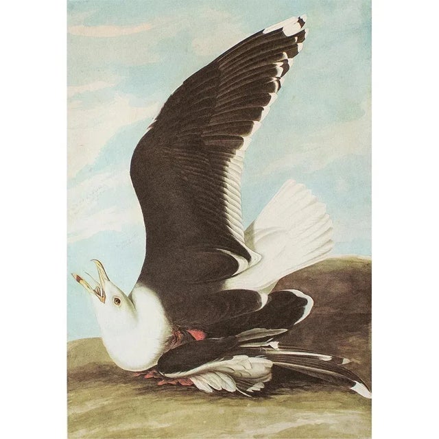 1960s 1966 Vintage American Classical Print "Great Black-Backed Gull" After John J. Audubon For Sale - Image 5 of 7