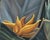 2000s "Bird of Paradise" Large Gallery Wrapped Oil Painting by Judith Moore For Sale - Image 10 of 10