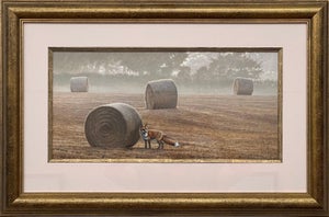 Fox amidst the Hay Bales on Misty Morning in a Field in the English Countryside 2014