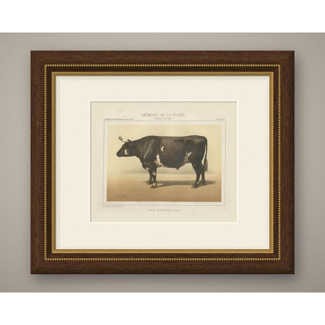 An original antique chromolithograph, printed in color, lettered "race normande, bœuf." and published in paris about 1863...