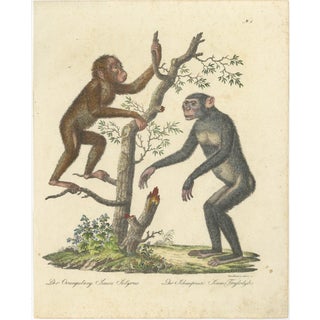Karl Joseph Brodtmann, Orangutan & Chimpanzee, 1816, Lithograph For Sale