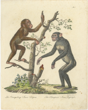 Karl Joseph Brodtmann, Orangutan & Chimpanzee, 1816, Lithograph