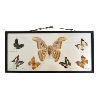 Vintage Real Moth and Butterfly Specimens - Framed For Sale