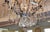 Schonbek Versailles 2782 16 Light Monumental Crystal Chandelier For Sale - Image 4 of 18