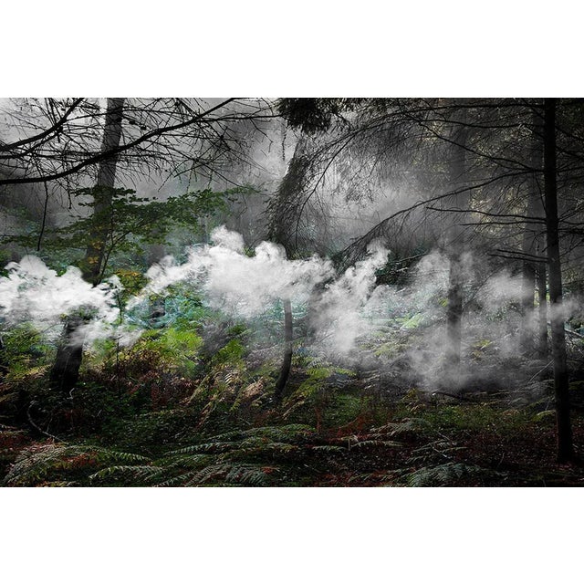 Between the Trees 5 is a Digital C-Type Print on Fuji Maxima Matte paper, available in this size from a Limited Edition of...