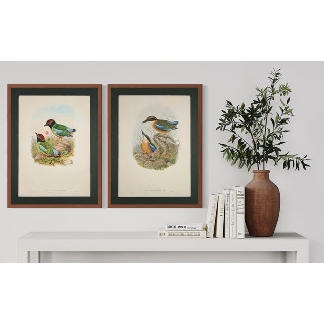 19th Century Rare Gould Pattern Pair | Hand-Colored Pitta Lithographs From John Gould’s Birds of Asia - Set of 2 For Sale - Image 11 of 13