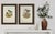 19th Century Rare Gould Pattern Pair | Hand-Colored Pitta Lithographs From John Gould’s Birds of Asia - Set of 2 For Sale - Image 11 of 13