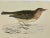 Illustration Antique Bird Print From England Showcasing a Red-Throated Pipit - Circa 1888 For Sale - Image 3 of 12