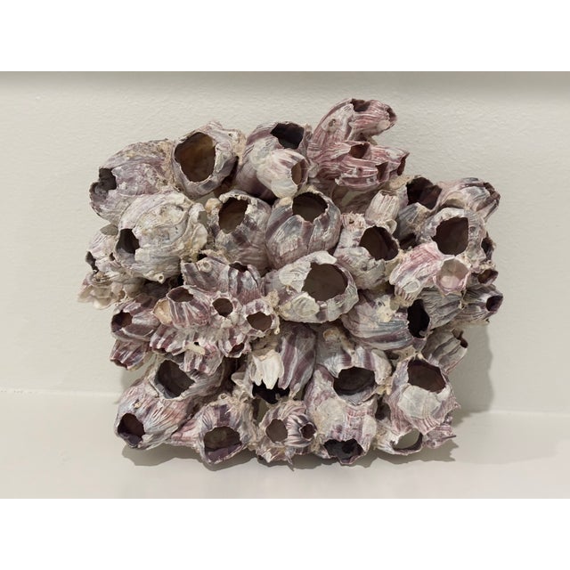 Large Natural Barnacle Cluster Specimen For Sale In Little Rock - Image 6 of 11