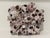 Large Natural Barnacle Cluster Specimen For Sale In Little Rock - Image 6 of 11