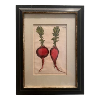 Vintage Botanical Radish Print For Sale