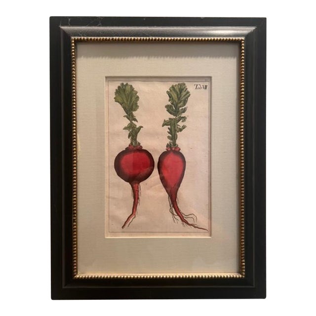 Vintage Botanical Radish Print For Sale
