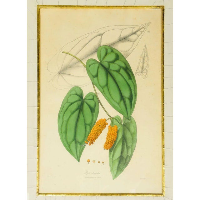 Botanical print of a black pepper plant from "Plantae Asiaticae Rariores"; set within a silk mat and black painted and...