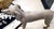 Goldsmith Inc. Discontinued Fiberglass Weimaraner Dog Mannequin For Sale In Dallas - Image 6 of 6